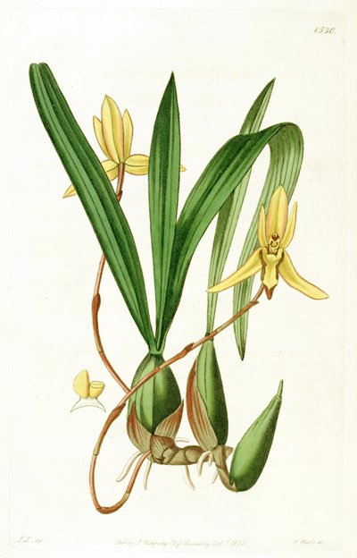 Illustratie van Brasiliorchis marginata (als syn. Cymbidium marginatum) door John Lindley